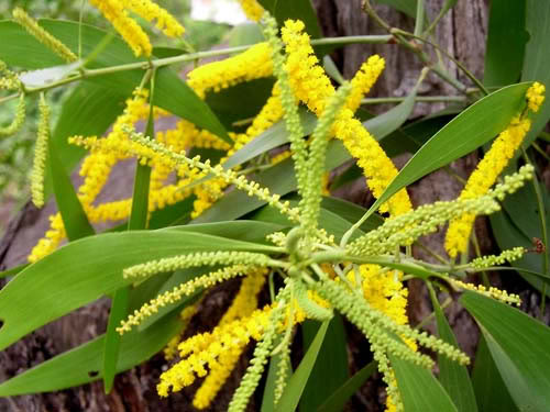 Cây keo tai tượng1