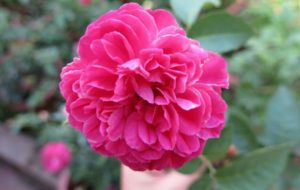 hoa hồng tường vy