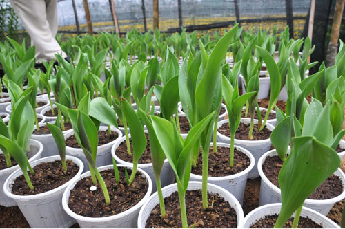 cách trồng hoa Tulip1