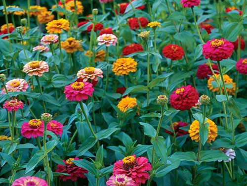 Cây hoa cúc lá nhám1