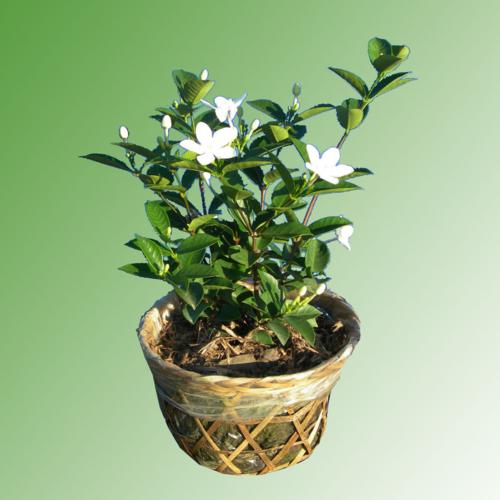 Cây mai vạn phúc1