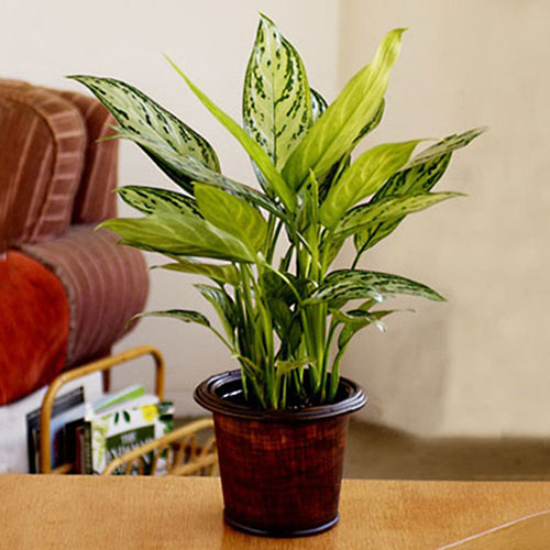 cây trồng trong phòng khách1