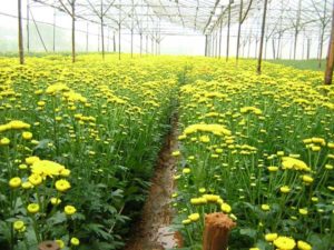  ý nghĩa của hoa cúc