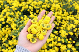  ý nghĩa của hoa cúc