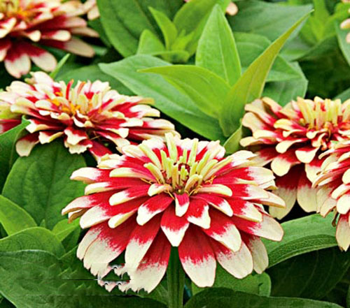 Cây hoa cúc lá nhám3