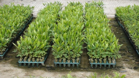 Cây keo tai tượng2