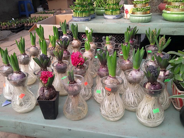 Cách chăm sóc cây tiên ông2