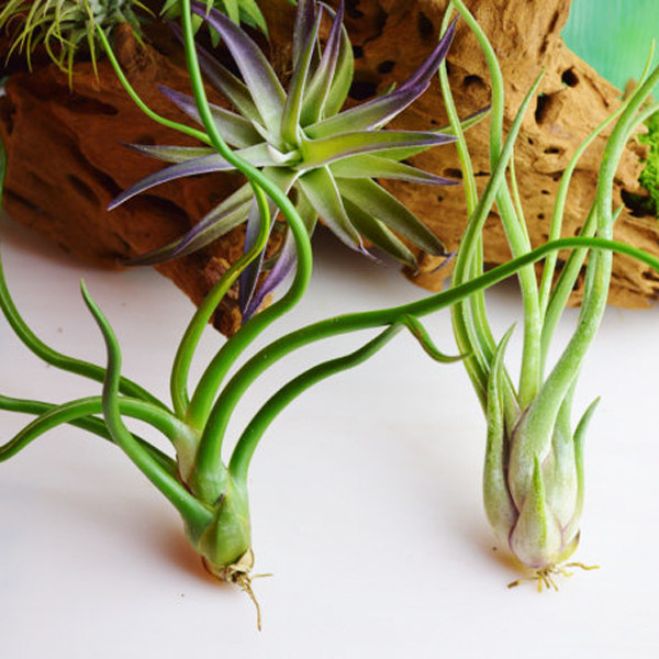 Cây không khí đẹp ngất ngây khiến bạn không rời mắt