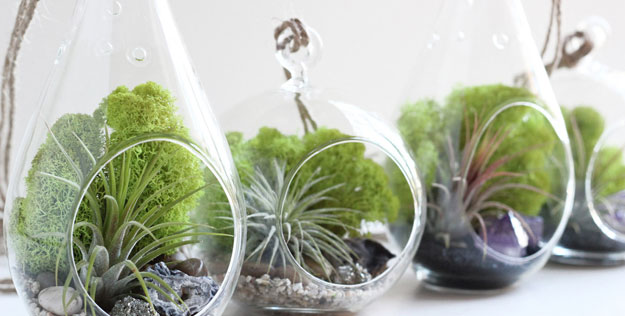 Cây không khí đẹp ngất ngây khiến bạn không rời mắt