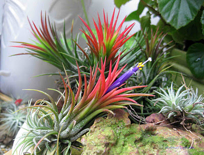 Cây không khí đẹp ngất ngây khiến bạn không rời mắt