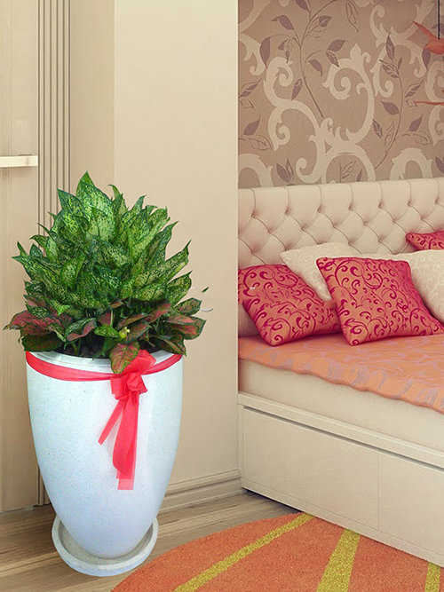 cây trồng trong phòng khách4