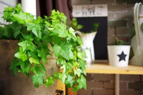 cây trồng trong phòng khách5