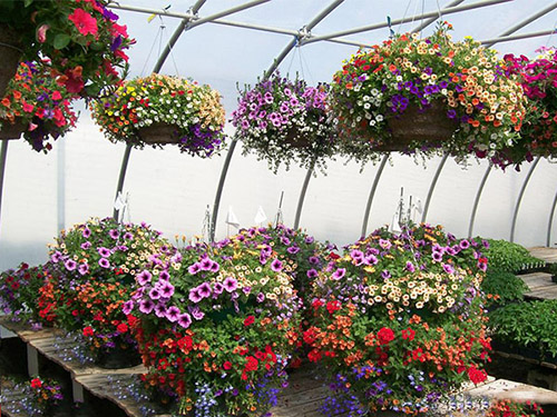 giống hoa dễ trồng 1