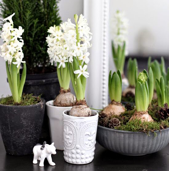 Cách chăm sóc cây tiên ông3