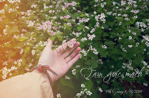 Hat giống hoa tam giác mạch4