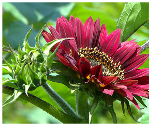  hoa hướng dương đỏ1