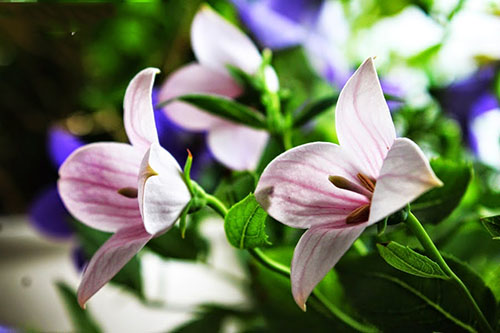 Hoa năm cánh kép4