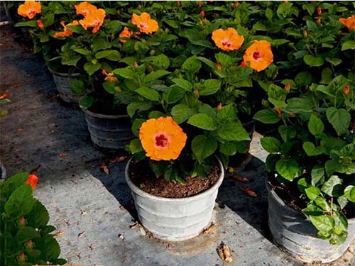 Hoa dâm bụt lùn3