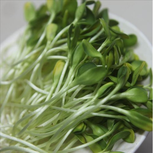 hạt giống rau mầm hướng dương1
