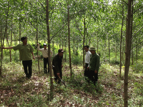Cây keo tai tượng4