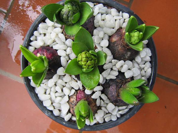 Cách chăm sóc cây tiên ông5