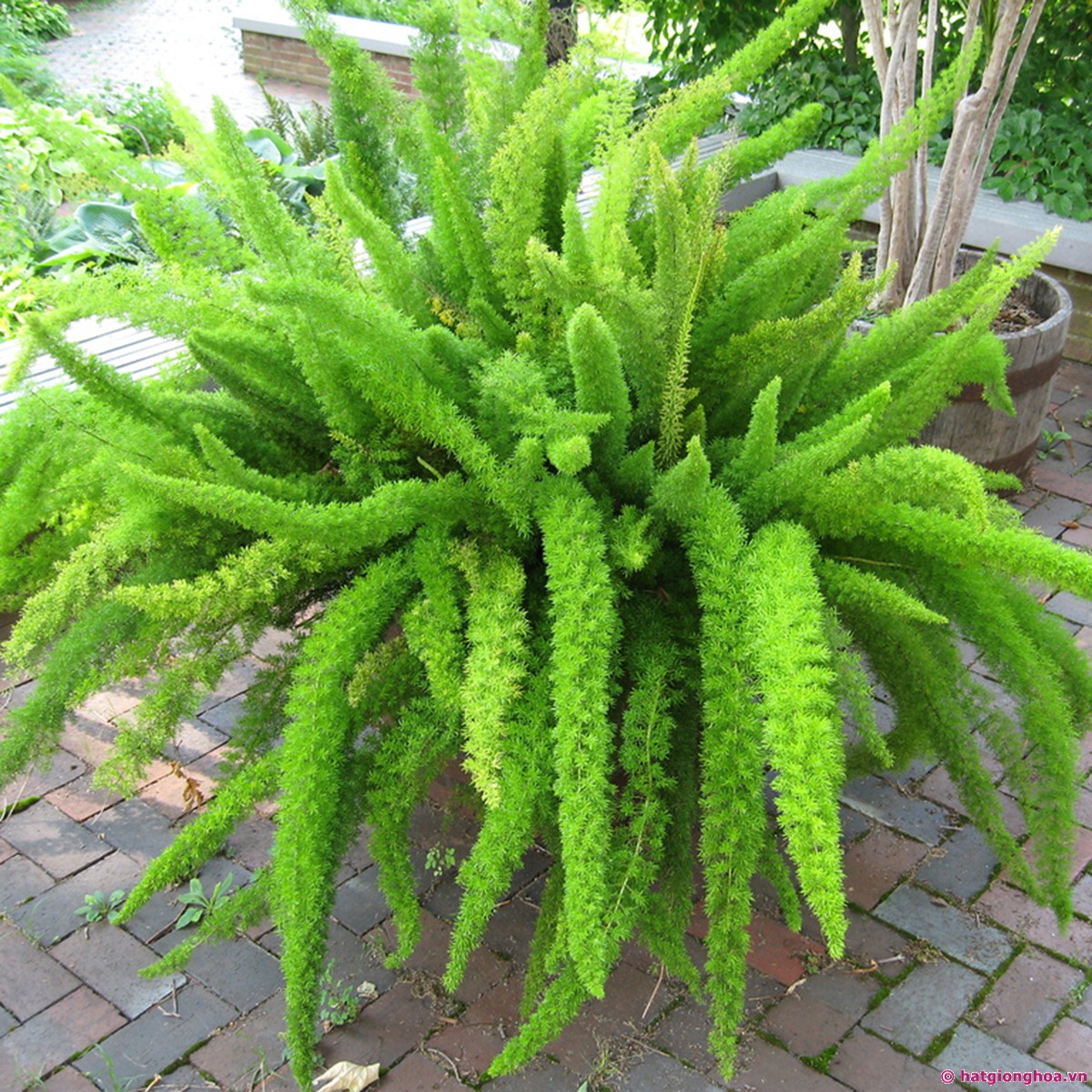 Lạ mắt với cây trúc đuôi chồn trong nhà