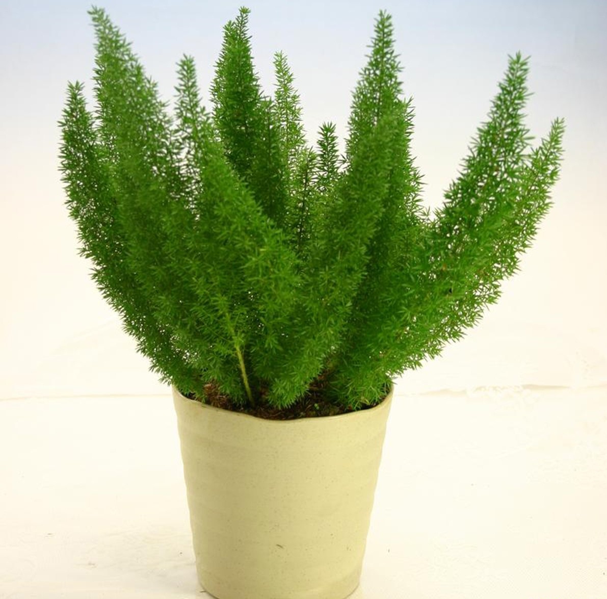 Lạ mắt với cây trúc đuôi chồn trong nhà