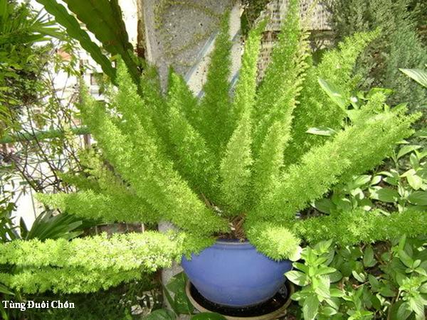 Lạ mắt với cây trúc đuôi chồn trong nhà