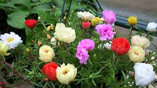 giống hoa dễ trồng 3