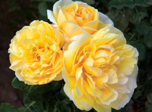 Hoa hồng Michelangelo