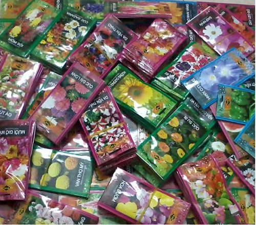 Cây hoa cúc lá nhám5