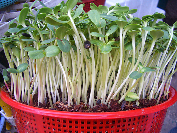 hạt giống rau mầm hướng dương3
