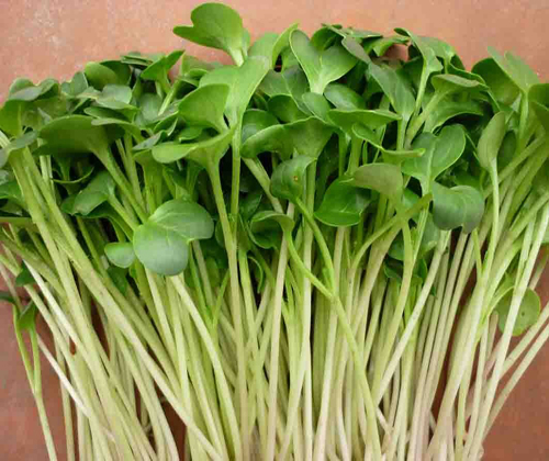 hạt giống rau mầm hướng dương4
