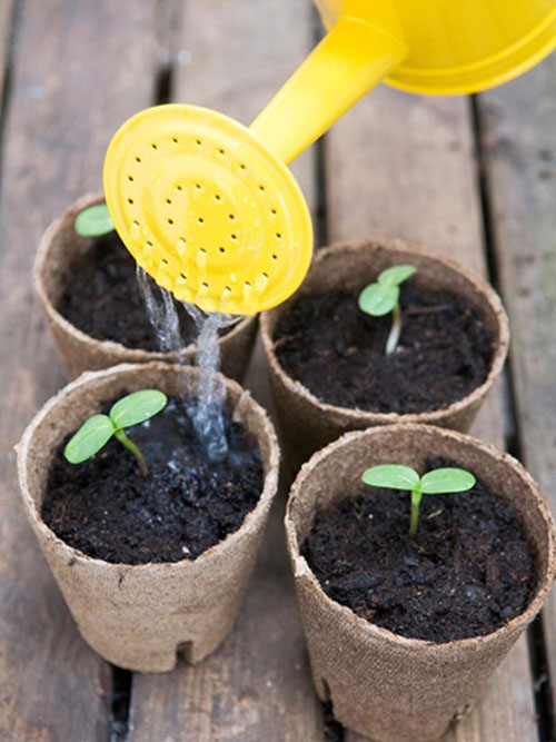  hoa hướng dương đỏ4