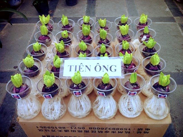 Cách chăm sóc cây tiên ông6