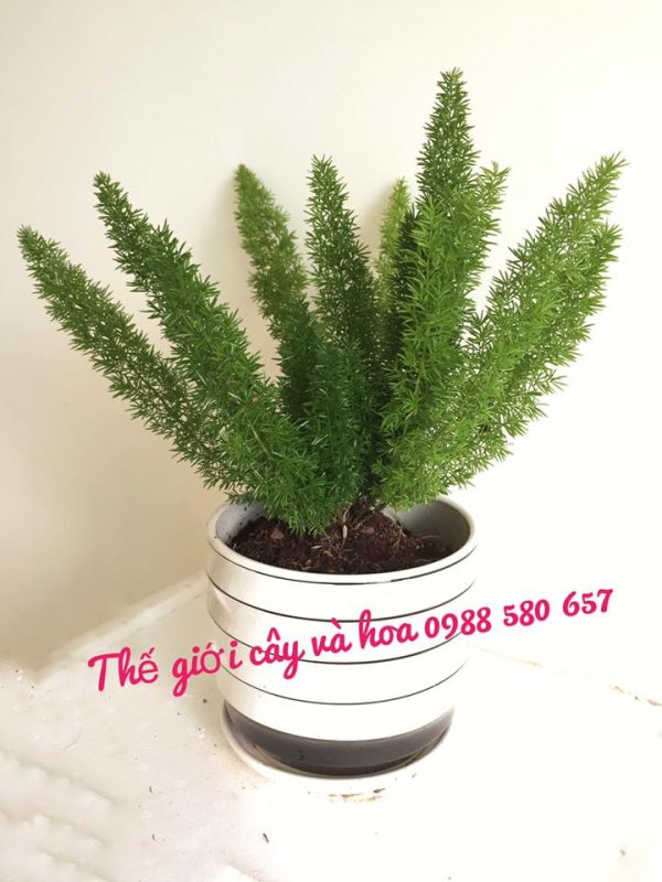 cây tùng trúc đuôi chồn