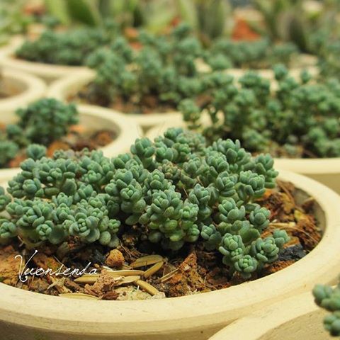 13573384_269920546701660_358937650_n