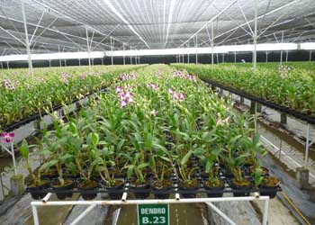 luoi-che-nang-thai-lan-3