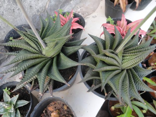 Sen đá móng rồng