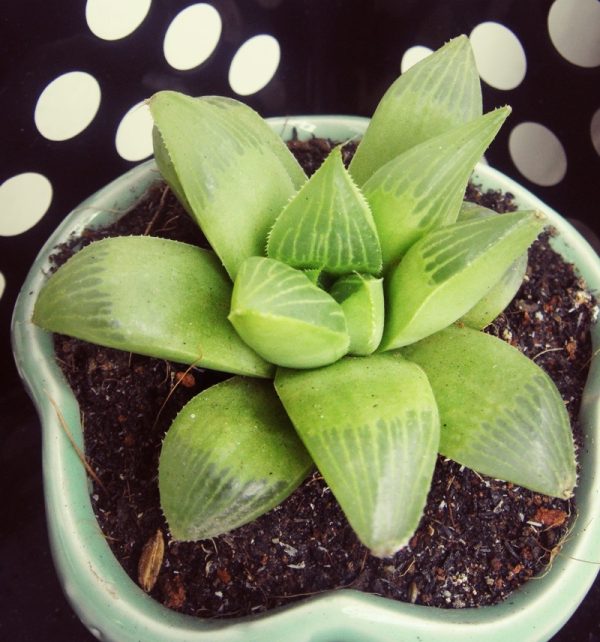 Sen đá ngọc guốc