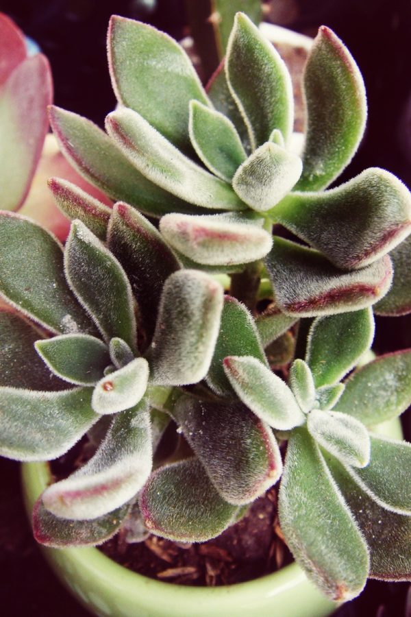 Sen đá nhung viền đỏ