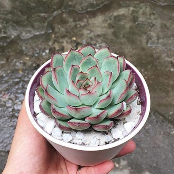 Sen đá viền hồng