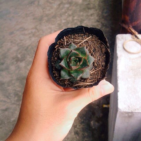 sen-da-bong-hong-den-3