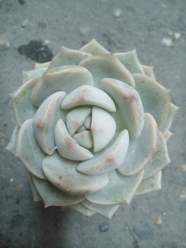 sen-da-hoa-hong-trang-2