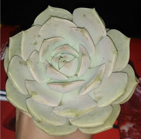 sen-da-hoa-hong-trang