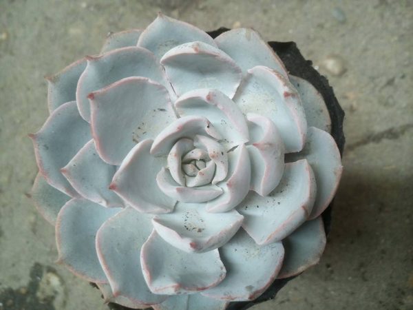 Sen đá hồng phấn