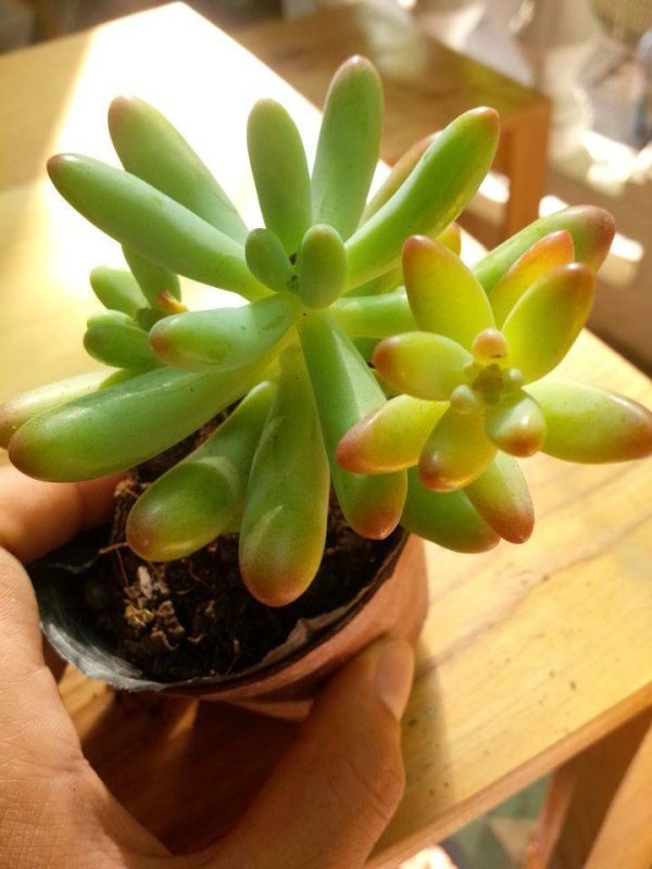 Sen đá thạch ngọc