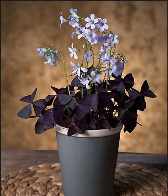 Cây bướm đêm lạ mắt người chiêm ngưỡng