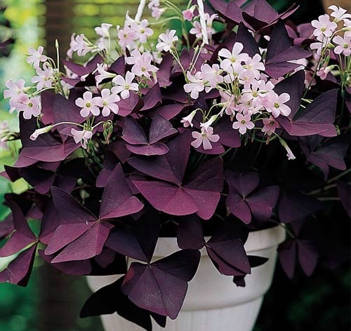 Cây bướm đêm lạ mắt người chiêm ngưỡng