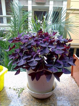 Cây bướm đêm lạ mắt người chiêm ngưỡng